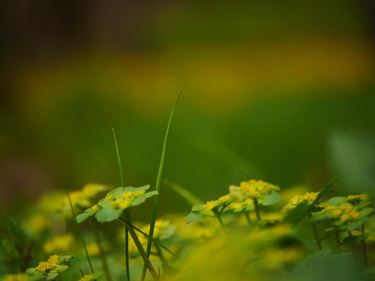 Fewo Kedo Neukirchen vorm Wald Exterior foto